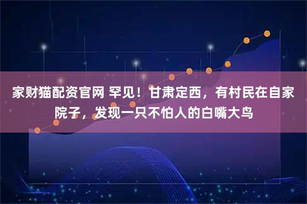 家财猫配资官网 罕见！甘肃定西，有村民在自家院子，发现一只不怕人的白嘴大鸟